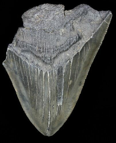 Partial, Serrated, Megalodon Tooth - Georgia #56712